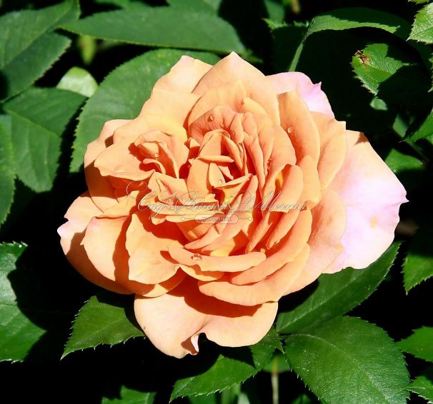 Роза Pumpkin Patch (Памкин Патч) — фото 2