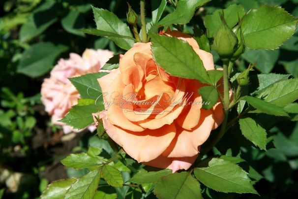 Роза Pumpkin Patch (Памкин Патч) — фото 5
