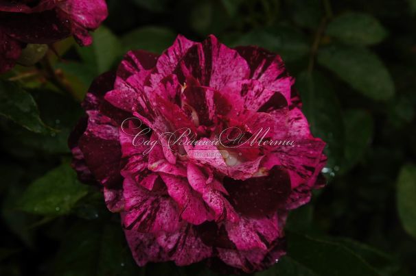 Роза Purple Tiger (Перпл Тайгер) — фото 5