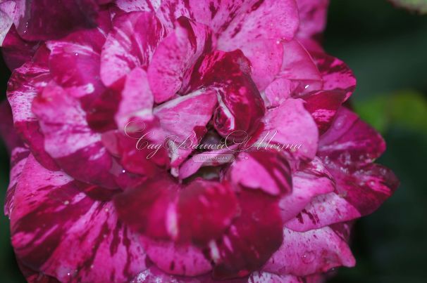 Роза Purple Tiger (Перпл Тайгер) — фото 16