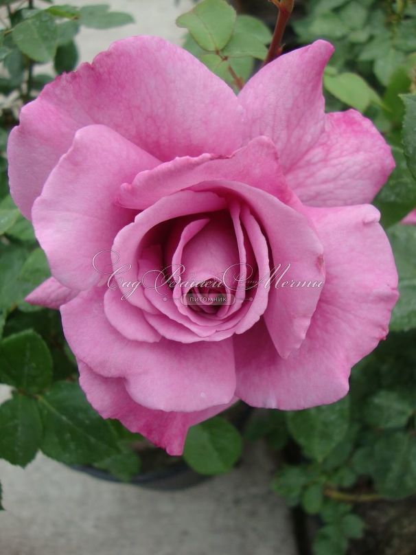 Роза Royal Amethyst (Роял Аметист) — фото 2