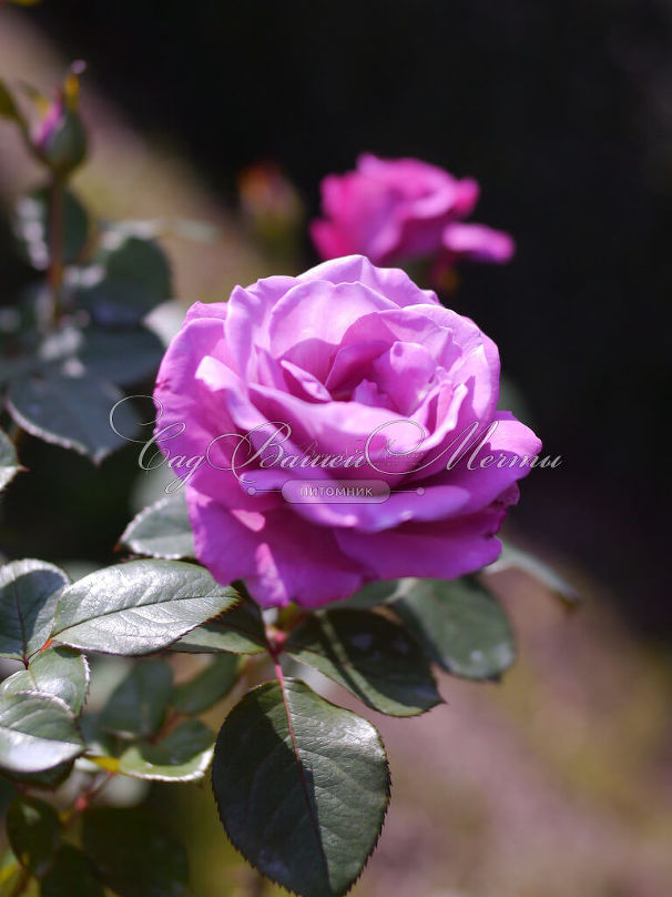 Роза Royal Amethyst (Роял Аметист) — фото 3