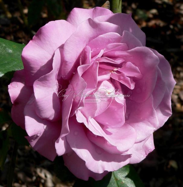 Роза Royal Amethyst (Роял Аметист) — фото 6