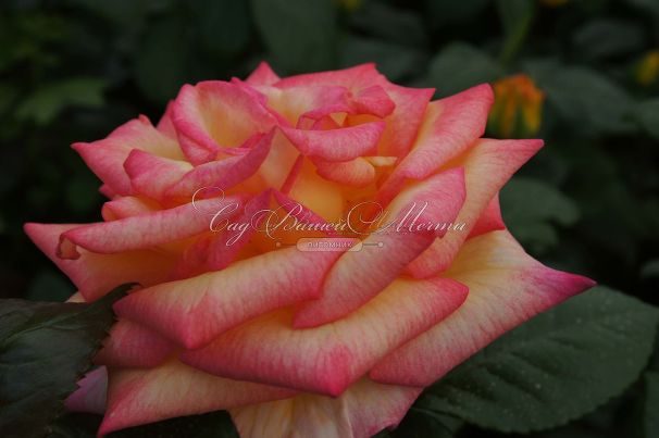 Роза Sheila's Perfume (Шейлас Парфюм) — фото 13