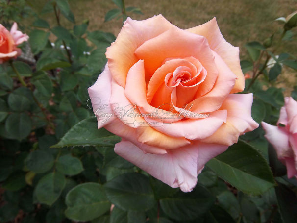Роза Sunset Celebration (Сансет Селебрейшен) — фото 3