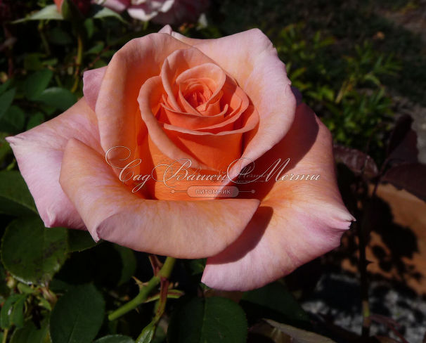 Роза Sunset Celebration (Сансет Селебрейшен) — фото 4