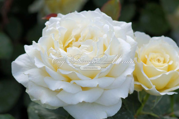 Роза White Licorice (Уайт Ликорис) — фото 2