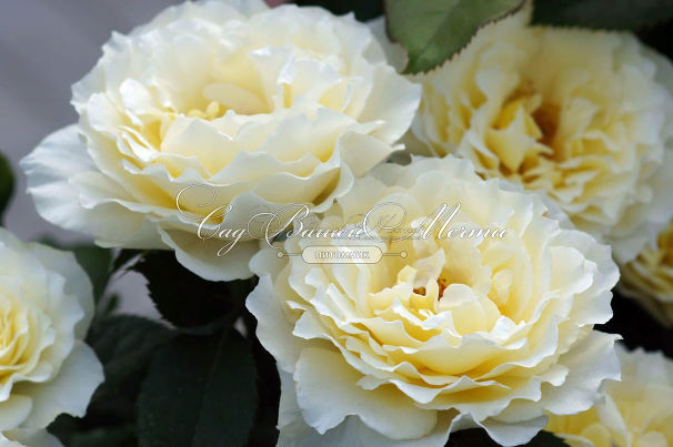 Роза White Licorice (Уайт Ликорис) — фото 3