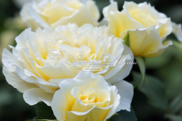 Роза White Licorice (Уайт Ликорис) — фото 4
