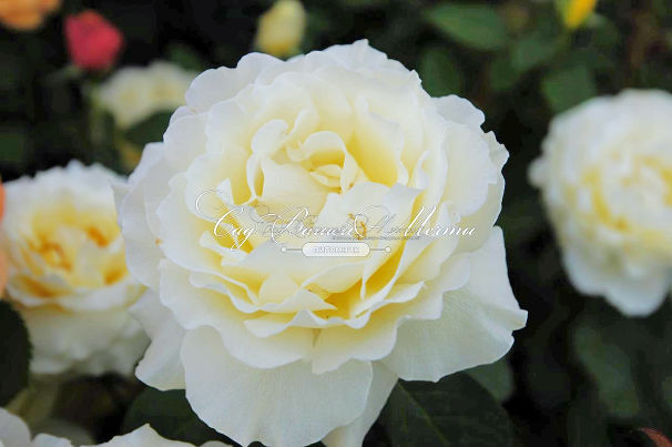 Роза White Licorice (Уайт Ликорис) — фото 6