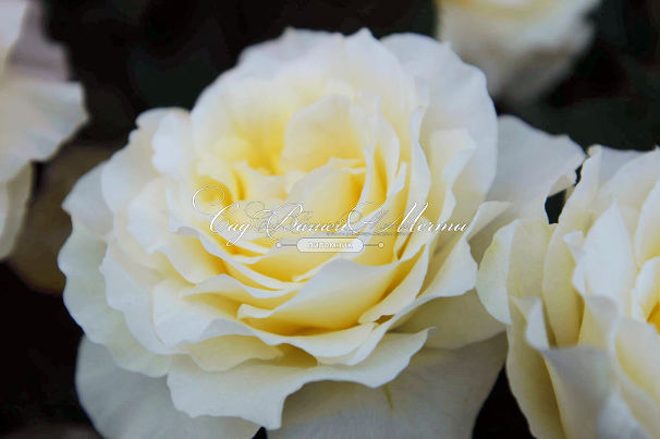 Роза White Licorice (Уайт Ликорис) — фото 8