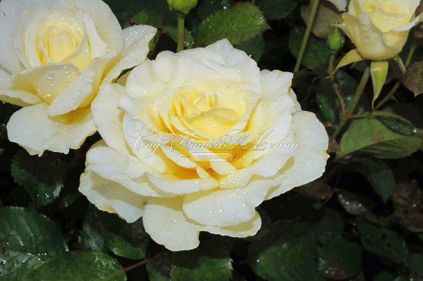Роза White Licorice (Уайт Ликорис) — фото 9