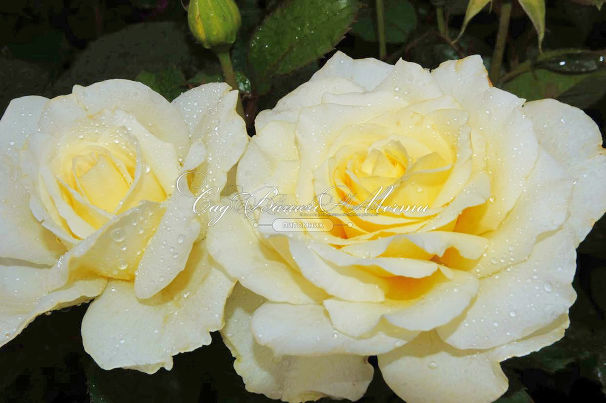 Роза White Licorice (Уайт Ликорис) — фото 10