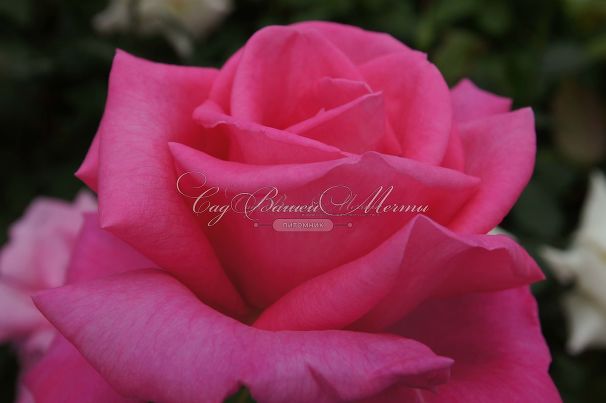 Роза Perfume Delight (Перфюм Делайт) — фото 2