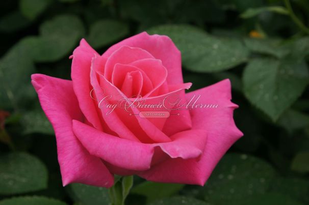 Роза Perfume Delight (Перфюм Делайт) — фото 3