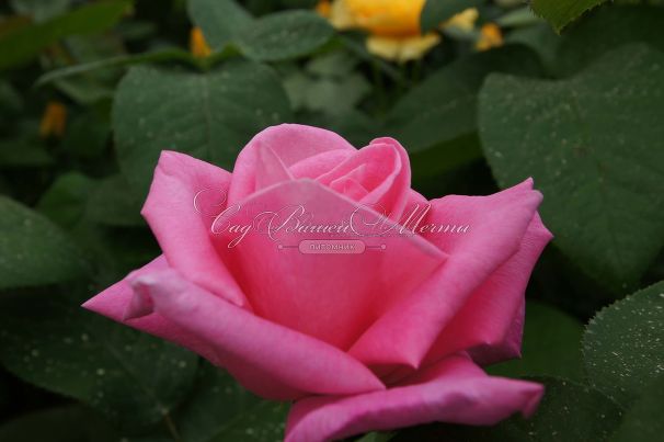 Роза Perfume Delight (Перфюм Делайт) — фото 4