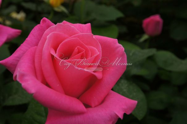 Роза Perfume Delight (Перфюм Делайт) — фото 5