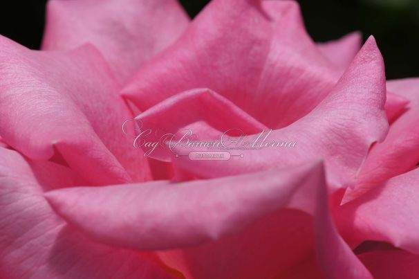 Роза Perfume Delight (Перфюм Делайт) — фото 6