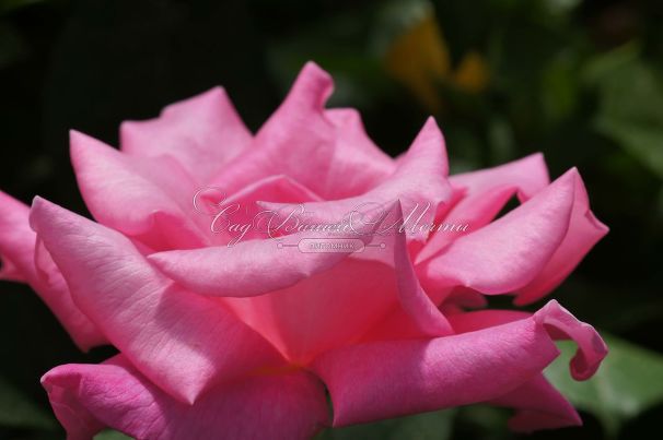 Роза Perfume Delight (Перфюм Делайт) — фото 7