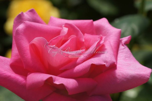 Роза Perfume Delight (Перфюм Делайт) — фото 9