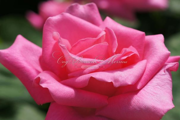 Роза Perfume Delight (Перфюм Делайт) — фото 10