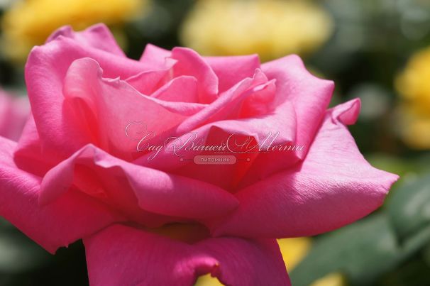 Роза Perfume Delight (Перфюм Делайт) — фото 14