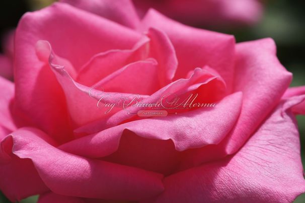 Роза Perfume Delight (Перфюм Делайт) — фото 15