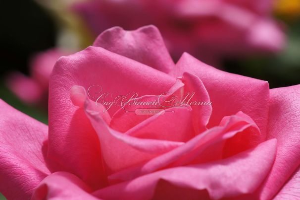 Роза Perfume Delight (Перфюм Делайт) — фото 16