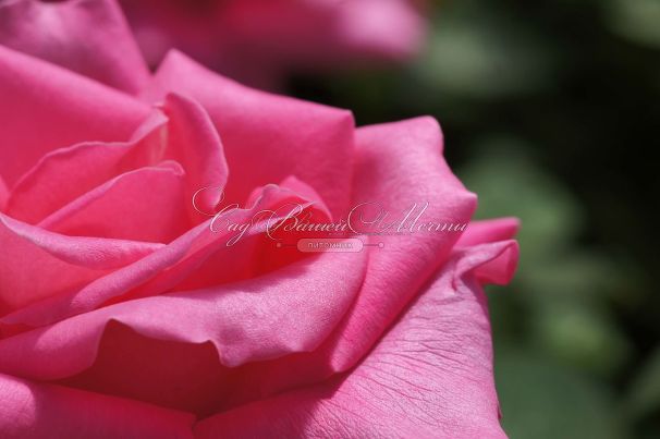 Роза Perfume Delight (Перфюм Делайт) — фото 17