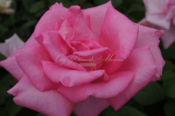 Роза Perfume Delight (Перфюм Делайт) — фото 19
