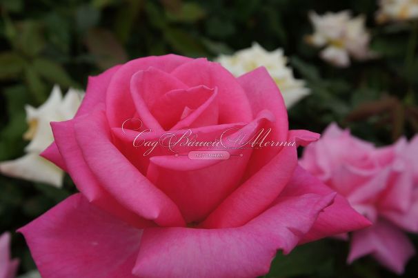 Роза Perfume Delight (Перфюм Делайт) — фото 21