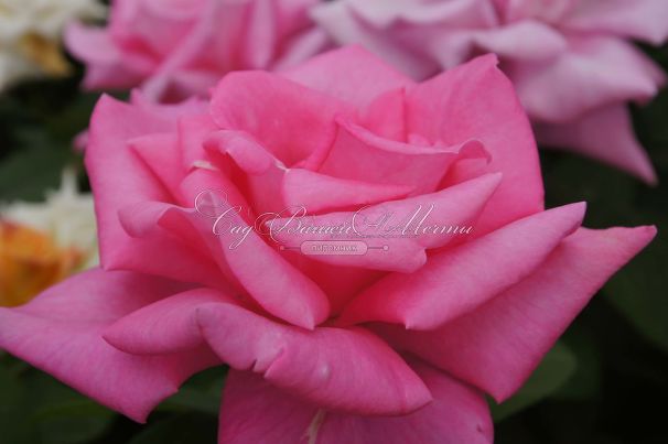 Роза Perfume Delight (Перфюм Делайт) — фото 22