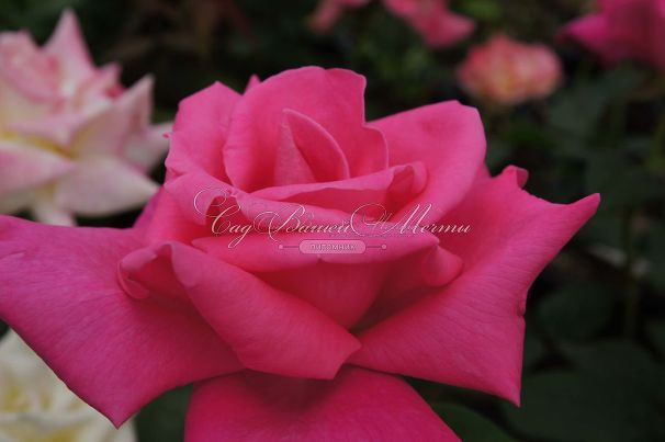 Роза Perfume Delight (Перфюм Делайт) — фото 23