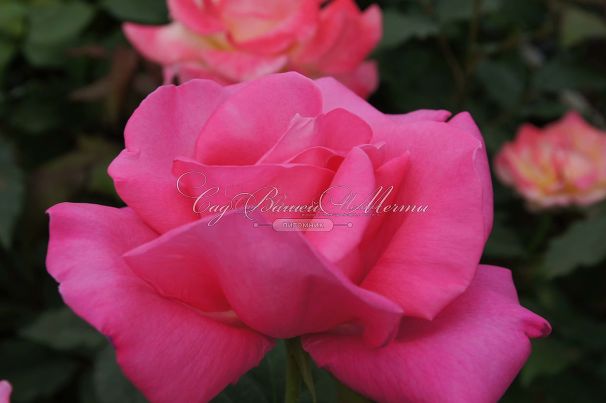 Роза Perfume Delight (Перфюм Делайт) — фото 25