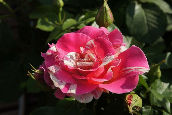 Роза Candy Land (Кэнди Лэнд) — фото 5