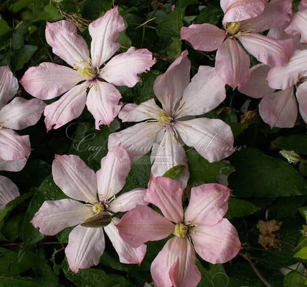 Клематис Ай-Нор / Clematis Ai-Nor — фото 2