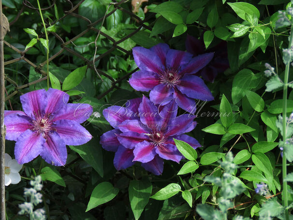 Клематис Акаиши / Clematis Akaishi — фото 2