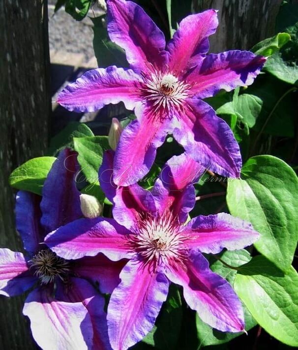 Клематис Акаиши / Clematis Akaishi — фото 3