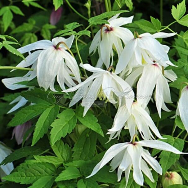 Клематис Альбина Плена / Clematis Albina Plena — фото 3