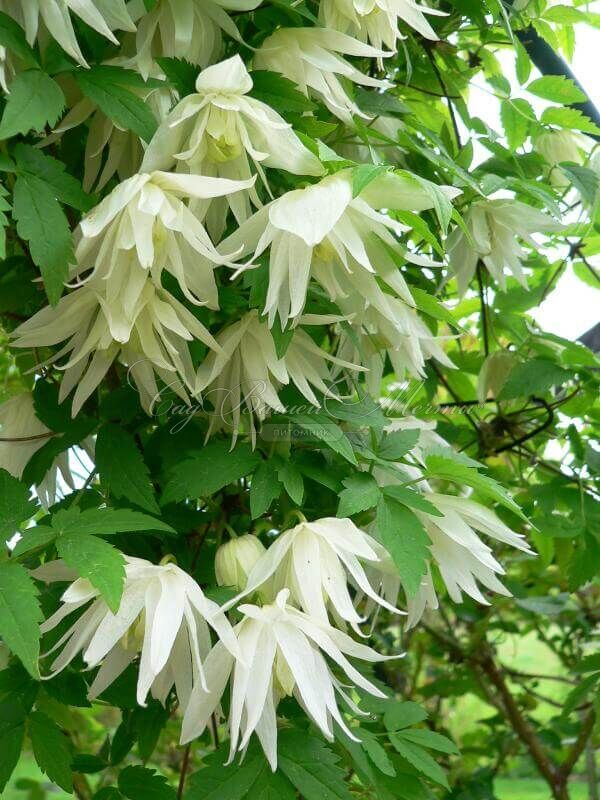 Клематис Альбина Плена / Clematis Albina Plena — фото 4