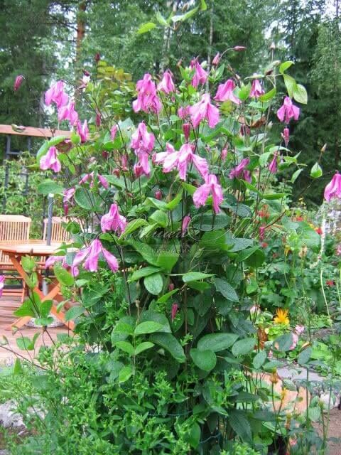 Клематис Аленушка / Clematis Alionushka — фото 3