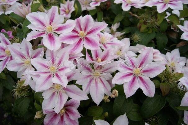 Клематис Андромеда / Clematis Andromeda — фото 4