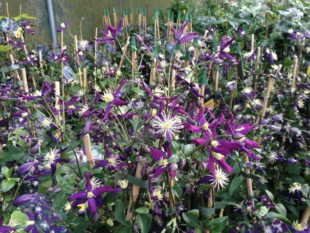 Клематис Ароматика / Clematis aromatica — фото 2