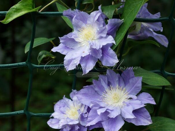 Клематис Азур Болл / Clematis Azure Ball — фото 2