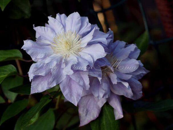 Клематис Азур Болл / Clematis Azure Ball — фото 3