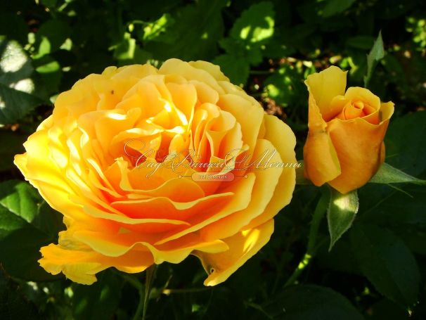 Роза Bernstein-Rose (Бернштайн роуз) — фото 2