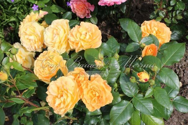 Роза Bernstein-Rose (Бернштайн роуз) — фото 5