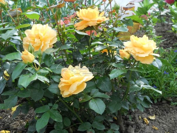 Роза Bernstein-Rose (Бернштайн роуз) — фото 9