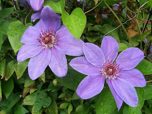 Клематис Балтик / Clematis Baltyk — фото 2