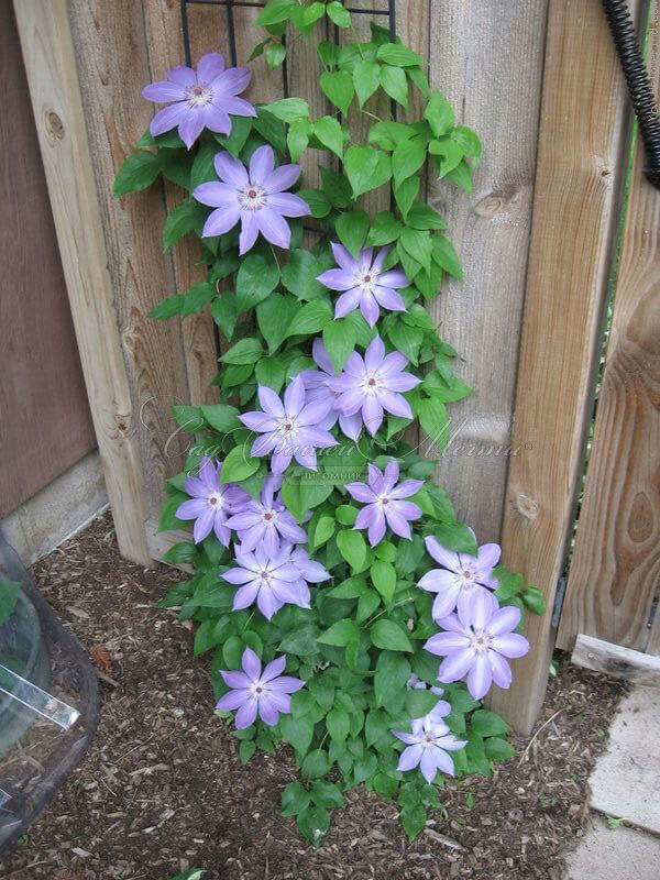 Клематис Балтик / Clematis Baltyk — фото 3